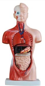 Torso Menselijk Lichaam Klein, 26 cm, 15-delig