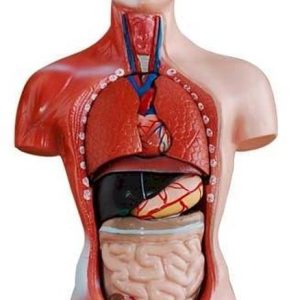 Torso Menselijk Lichaam Klein, 26 cm, 15-delig
