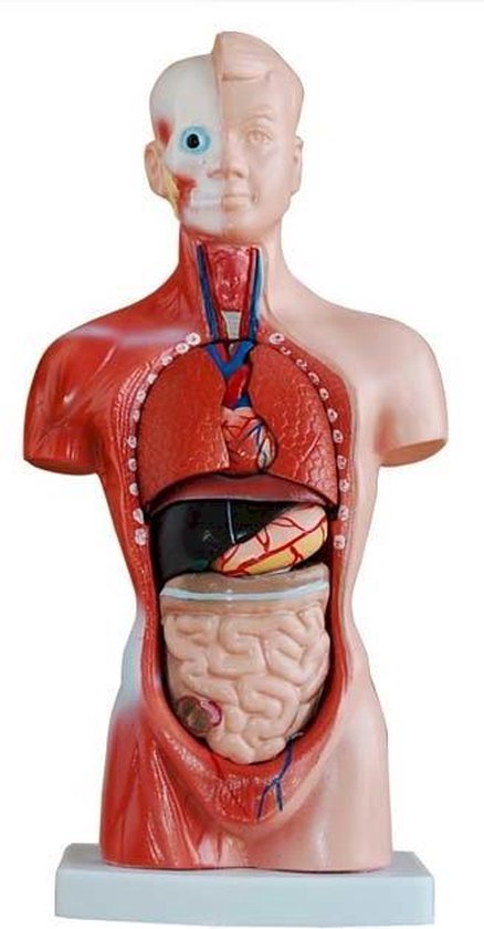 Torso Menselijk Lichaam Klein, 26 cm, 15-delig