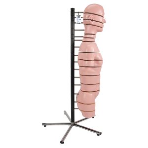 MRI Torso Model, 15 schijven