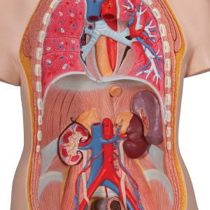 Classic unisex torso, 14-delig rompmodel