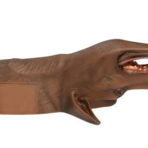 Tracheostomie Model Hond