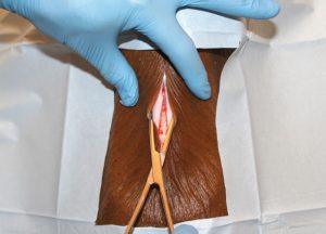 Tracheostomie Model Hond