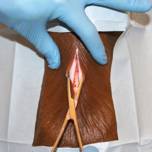 Tracheostomie Model Hond