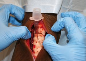 Tracheostomie Model Hond
