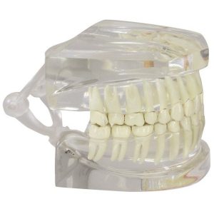 Transparant Kaakmodel met gebit