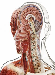 Transparant Spier- en Skelet Torso Model met Hoofd