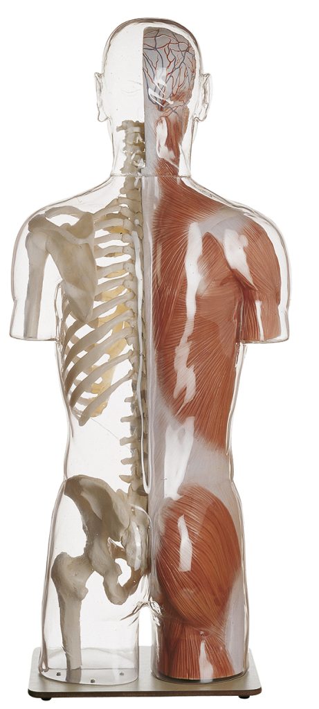 Transparant Spier- en Skelet Torso Model met Hoofd