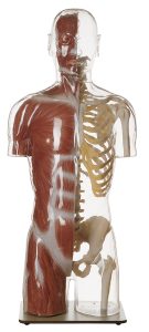 Transparant Spier- en Skelet Torso Model met Hoofd