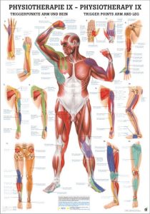 Triggerpoint Poster Armen en Benen