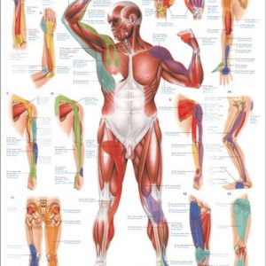 Triggerpoint Poster Armen en Benen