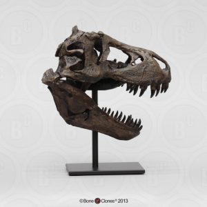 Dinosaurus