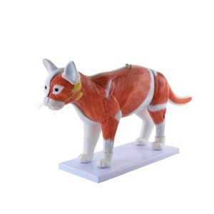Uitneembaar Anatomie Model Kat