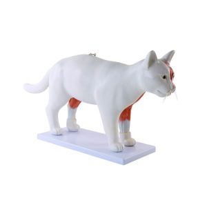 Uitneembaar Anatomie Model Kat