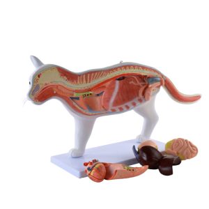 Uitneembaar Anatomie Model Kat