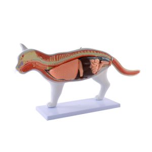 Uitneembaar Anatomie Model Kat
