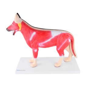 Uitneembaar Anatomie Model Hond