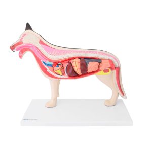 Uitneembaar Anatomie Model Hond