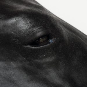 Vaardigheidstrainer Paard