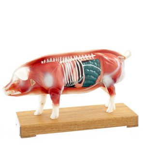 Acupunctuur Model Varken