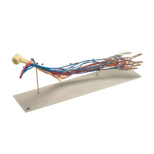 Vasculair Arm Model
