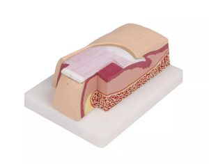 Vergroot Vingernagel model