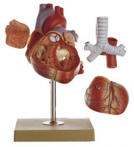 Vergroot Hartmodel Met Trachea en Slokdarm (5-delig)