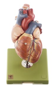 Vergroot Hartmodel Met Trachea en Slokdarm (5-delig)