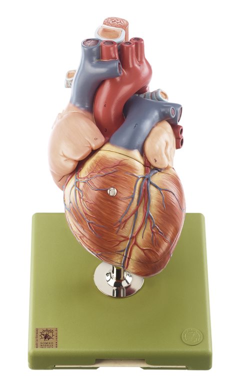Vergroot Hartmodel Met Trachea en Slokdarm (5-delig)