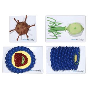 Virus Modellen Set