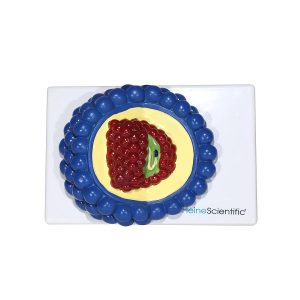 Virus Modellen Set