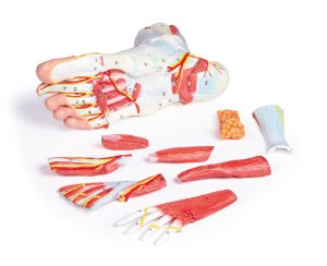 Anatomisch Model Voet, 9-delig