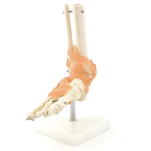 Voetskelet Model met Ligamenten