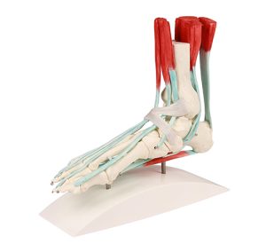 Voetmodel met Ligamenten