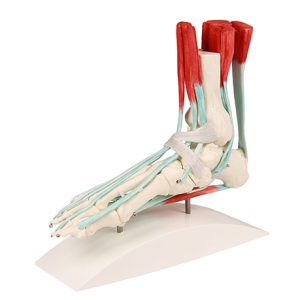 Voetmodel met Ligamenten