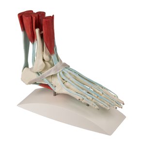 Voetmodel met Ligamenten