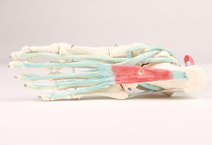 Voetmodel met Ligamenten