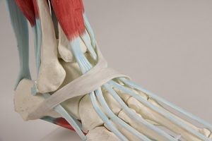 Voetmodel met Ligamenten