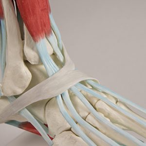 Voetmodel met Ligamenten