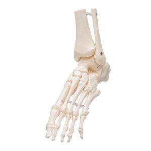 Voetskelet met Enkel, Flexibel