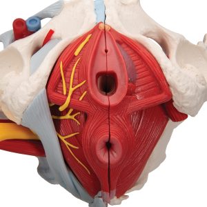 Vrouwelijk bekken 6-delig, ligamenten, spieren, etc.