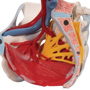 Vrouwelijk bekken 6-delig, ligamenten, spieren, etc.