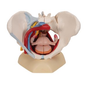 Vrouwelijk bekken 6-delig, ligamenten, spieren, etc.