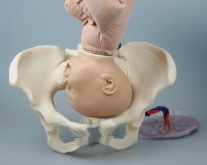 Foetus Pop met Vrouwelijk Bekken