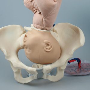 Foetus Pop met Vrouwelijk Bekken
