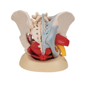 Vrouwelijk bekken 6-delig, ligamenten, spieren, etc.