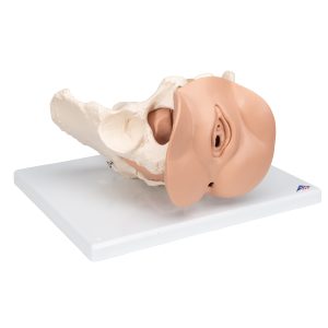 Vrouwelijk bekken(pelvis) skelet met genitale organen, 3-delig