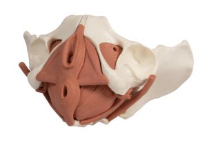 Vrouwelijk Bekkenbodem Model, 12-delig, Magnetisch