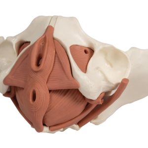 Vrouwelijk Bekkenbodem Model, 12-delig, Magnetisch