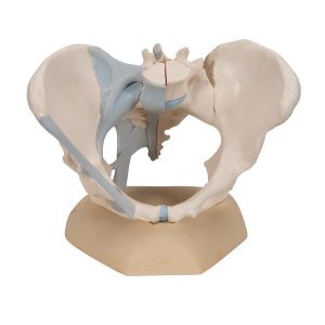 Vrouwelijk bekken met ligamenten, 3-delig